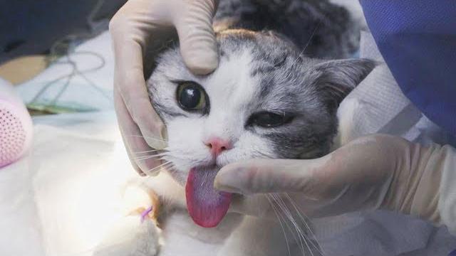 猫咪洁牙麻醉狂吐舌头,被医生强行塞回嘴里,铲屎官心疼的笑了|花花与三猫 cat live 猫咪洁牙麻醉狂吐舌头,被医生强行塞回嘴里,铲屎官心疼的笑了|花花与三猫 cat live