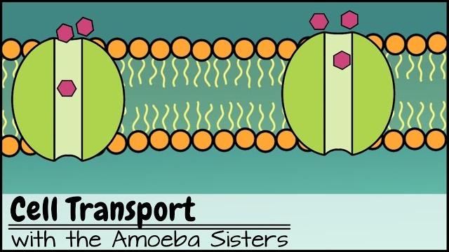 Cell transport Cell transport