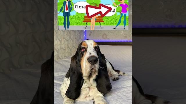 Какое-то б16 #животные #юмор #собаки #собака #бассетхаунд #dog #dogs #humor #bassethound #animals Какое-то б16 #животные #юмор #собаки #собака #бассетхаунд #dog #dogs #humor #bassethound #animals
