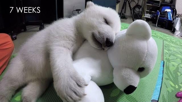 Nora the polar bear cub growing up Nora the polar bear cub growing up
