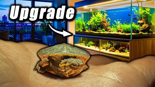 Transforming my tiny turtle's tank Transforming my tiny turtle's tank