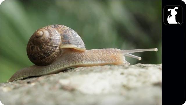Awolnation - sail parody - ashellnation - snail petody Awolnation - sail parody - ashellnation - snail petody