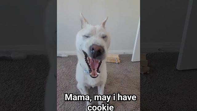 Give me cookie! #cute #dog #jindo #puppy Give me cookie! #cute #dog #jindo #puppy