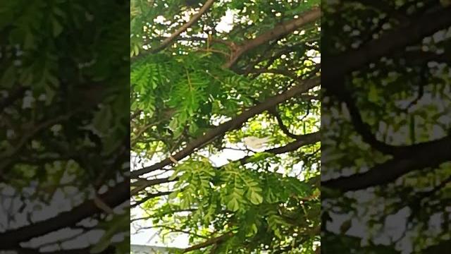 来世化蝶依偎你身旁! 来世化蝶依偎你身旁!