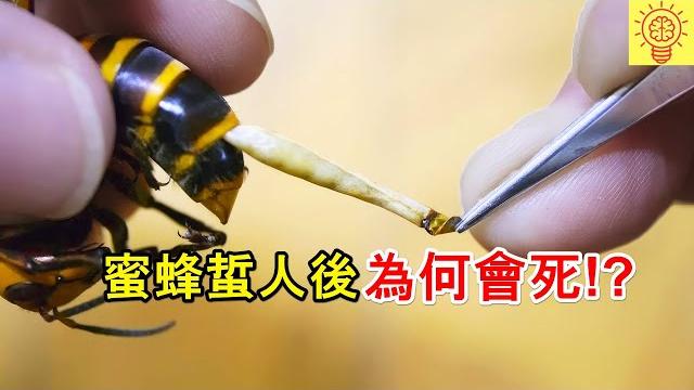 蜜蜂蜇人後為何會死!? 看完後你還敢惹蜜蜂嗎!? 蜜蜂蜇人後為何會死!? 看完後你還敢惹蜜蜂嗎!?