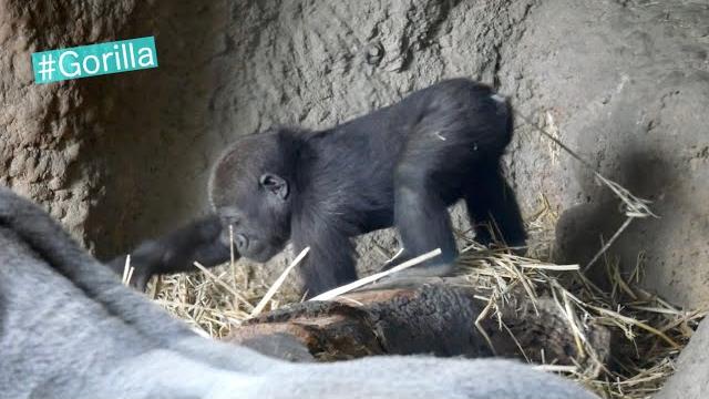 Baby gorilla playing with straw Baby gorilla playing with straw