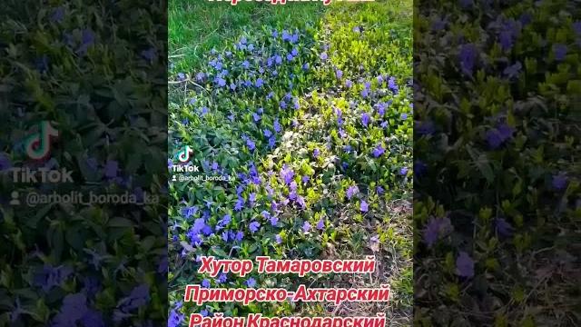 Хутор тамаровский приморско-ахтарский район Хутор тамаровский приморско-ахтарский район