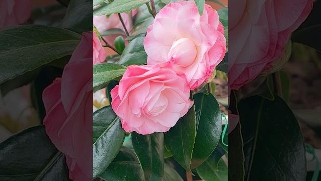 Камелия #камелия #kamelia Камелия #камелия #kamelia