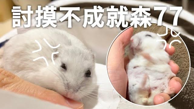 【vk】倉鼠 討抱抱 討摸摸 不摸就森77 !!!! | 臭熊撒嬌特輯 【vk】倉鼠 討抱抱 討摸摸 不摸就森77 !!!! | 臭熊撒嬌特輯