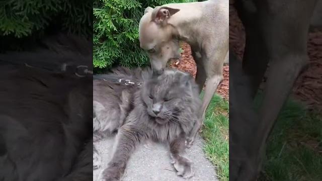 Giant maine coon cat : personality. Giant maine coon cat : personality.