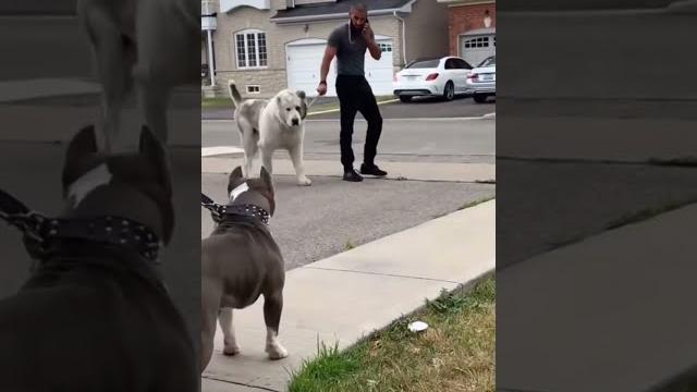 A pitbull vs. kangal, who wins?! A pitbull vs. kangal, who wins?!