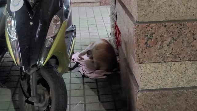 在舔腋下 在舔腋下