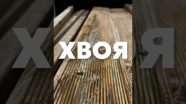 Хвоя Хвоя