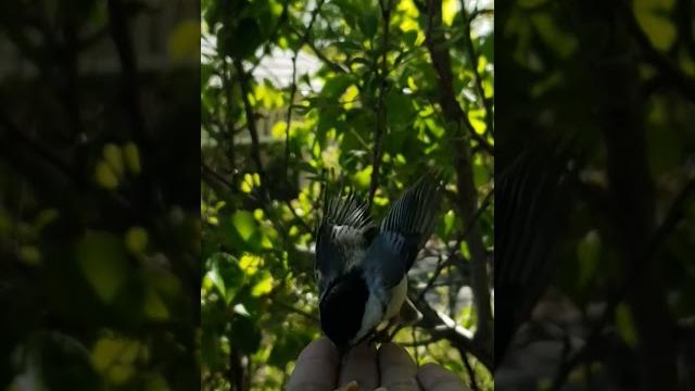 Wait! did that chickadee just make eye contact with me!? #chickadee #shorts #naturelover #birds Wait! did that chickadee just make eye contact with me!? #chickadee #shorts #naturelover #birds