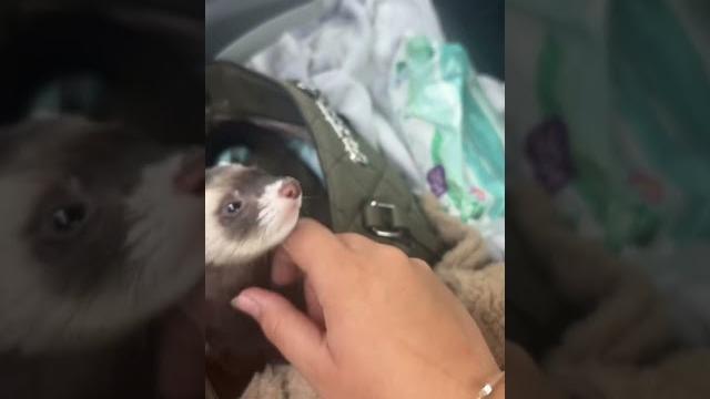 Lookie what i found #pets #ferret Lookie what i found #pets #ferret
