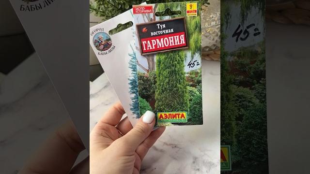 Посев туи и голубой ели семенами Посев туи и голубой ели семенами