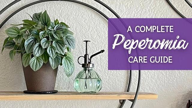 Mastering peperomia care: the ultimate guide Mastering peperomia care: the ultimate guide