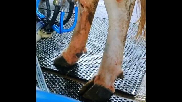 Best quality milking machines, kerala's dairy equipments contat : 8438412560,9048728664 Best quality milking machines, kerala's dairy equipments contat : 8438412560,9048728664