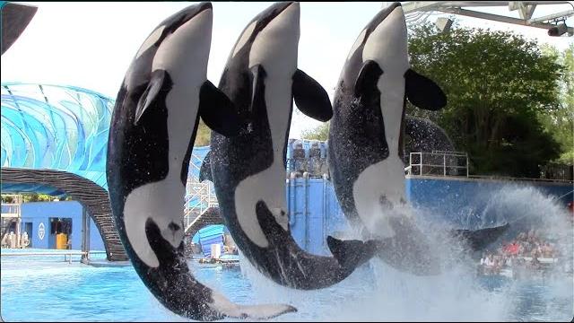 Orca encounter (full show) - seaworld orlando - april 8, 2021 Orca encounter (full show) - seaworld orlando - april 8, 2021