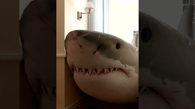 A shark broke into my house! A shark broke into my house!