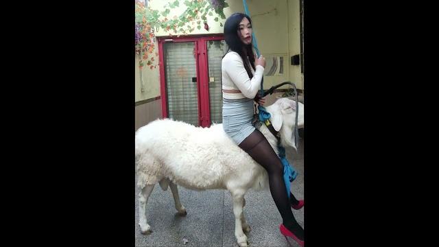 Sheep riding | goat riding | donkey riding | esel reiten Sheep riding | goat riding | donkey riding | esel reiten