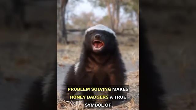 Honey badgers: the fearless of animal! #shorts Honey badgers: the fearless of animal! #shorts
