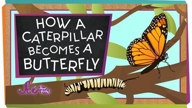How does a caterpillar become a butterfly? | amazing animals | spring is here | scishow kids How does a caterpillar become a butterfly? | amazing animals | spring is here | scishow kids