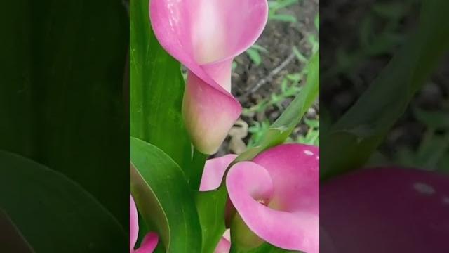 Calla lily flowers #shorts Calla lily flowers #shorts