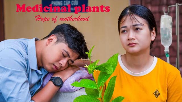 Medicine plant - great hope: jack's love, tu tien's determination and dream of becoming a mother Medicine plant - great hope: jack's love, tu tien's determination and dream of becoming a mother