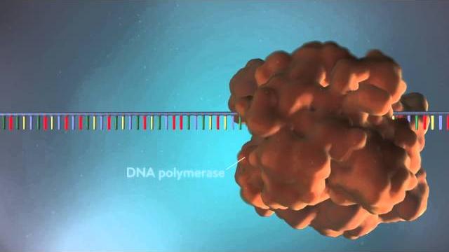 Dna replication - 3d Dna replication - 3d