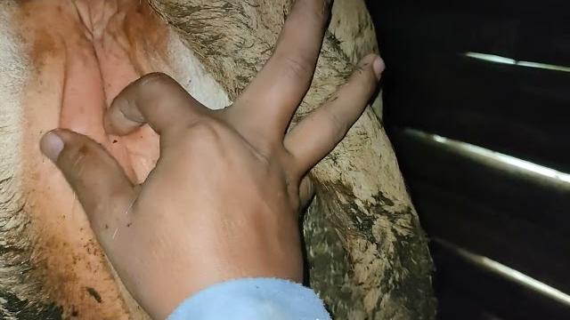Ciri ciri sapi birahi puncak waktu tepat kawin Ciri ciri sapi birahi puncak waktu tepat kawin