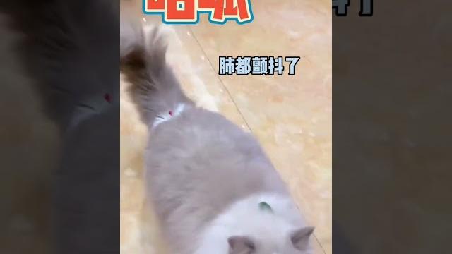 我又来听震芯猫的落地娇喘了 我又来听震芯猫的落地娇喘了