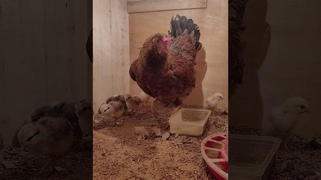 Gurk tavuk #chicken Gurk tavuk #chicken