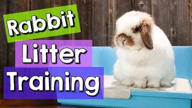 8 rabbit litter training tips & best litter boxes! 8 rabbit litter training tips & best litter boxes!