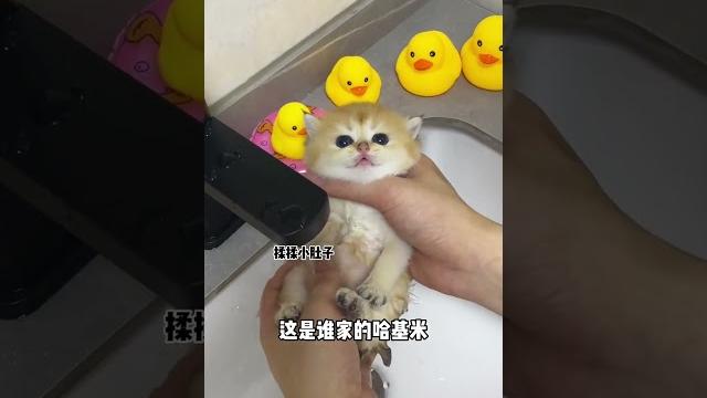 【牛奶是只猫】小奶猫第一次洗澡也太可爱了吧!不过最后又要重新洗了哈哈哈 【牛奶是只猫】小奶猫第一次洗澡也太可爱了吧!不过最后又要重新洗了哈哈哈