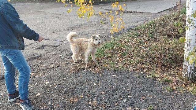Анис вышел из машины. Анис вышел из машины.