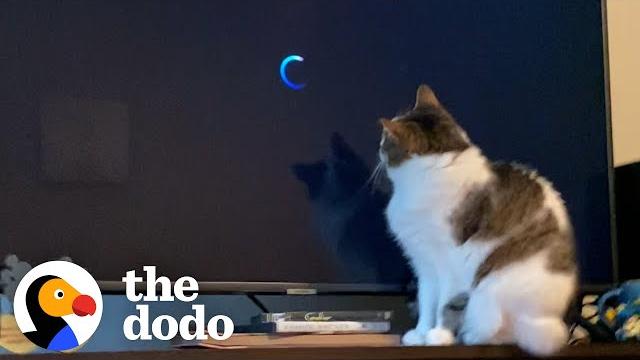 This cat's obsessed with one movie | the dodo cat crazy This cat's obsessed with one movie | the dodo cat crazy