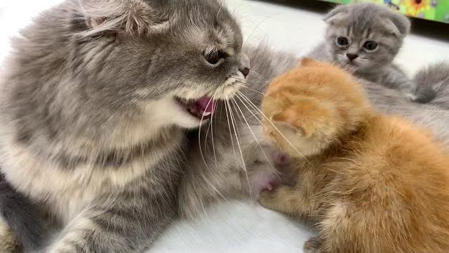 Prima întâlnire a pisoiului ginger cu pisica îl va hrăni sau nu? Prima întâlnire a pisoiului ginger cu pisica îl va hrăni sau nu?