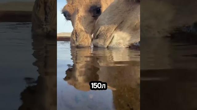 Что на самом деле внутри горба верблюда #факты Что на самом деле внутри горба верблюда #факты