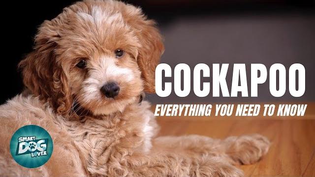 Cockapoo dog breed guide | dogs 101 - cockapoo Cockapoo dog breed guide | dogs 101 - cockapoo