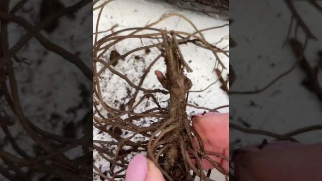 Посконник фантом #посконник #садовыйучасток #garden #дача #gardening #дачаснуля #дачасвоимируками Посконник фантом #посконник #садовыйучасток #garden #дача #gardening #дачаснуля #дачасвоимируками