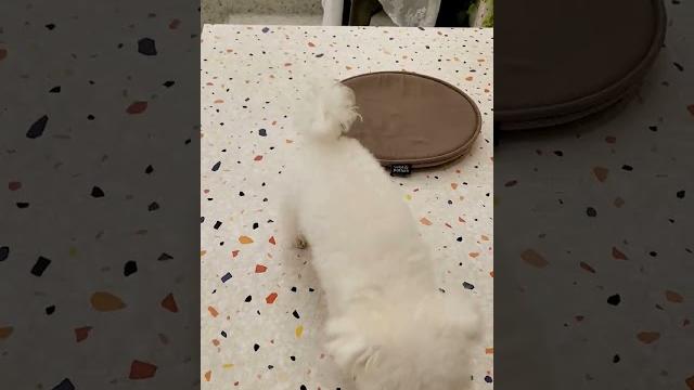 신나린 신나린