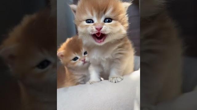 可爱小猫 #223 #小猫 #宠物 #猫短视频 #小猫们 #病毒视频 可爱小猫 #223 #小猫 #宠物 #猫短视频 #小猫们 #病毒视频