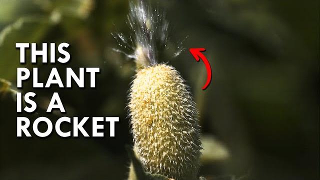 Squirting cucumber: the plant that explodes Squirting cucumber: the plant that explodes