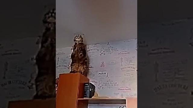 Барси танцует #барси #танец Барси танцует #барси #танец