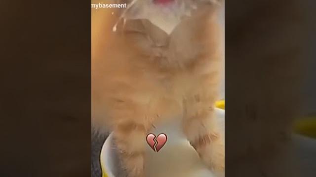 Cat #cat #caca #memes #foryou #misterbombastic Cat #cat #caca #memes #foryou #misterbombastic