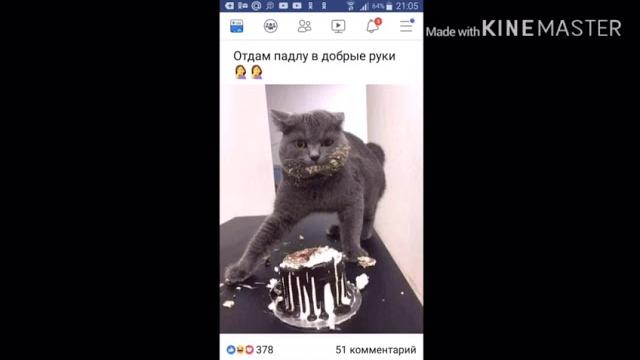 Мемы отдам падлу в добрые руки Мемы отдам падлу в добрые руки