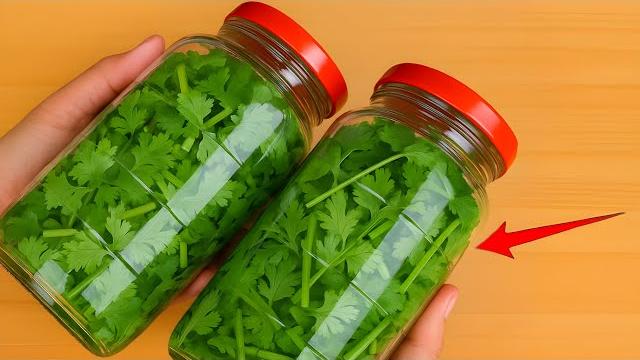 How to store cilantro for 1 year without spoilage How to store cilantro for 1 year without spoilage