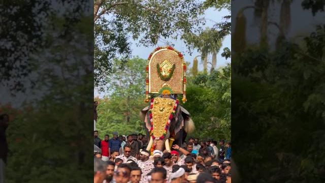 Thootha pooram cherpulassery #pooram #elephant #kerala #fireworks #aana #shortsfeed #keralafestival Thootha pooram cherpulassery #pooram #elephant #kerala #fireworks #aana #shortsfeed #keralafestival