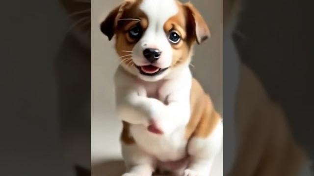 "屁屁搖搖舞冠軍!萌犬電臀征服全網!" "屁屁搖搖舞冠軍!萌犬電臀征服全網!"